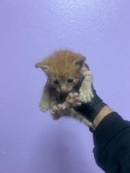 Shelter Stray Male Cat last seen Near humboldt pl, COUNTY of El Paso, TX, 5001 Fred Wilson Ave, El Paso, TX 79906, USA