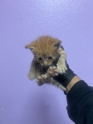 Shelter Stray Male Cat last seen Near humboldt pl, COUNTY of El Paso, TX, 5001 Fred Wilson Ave, El Paso, TX 79906, USA
