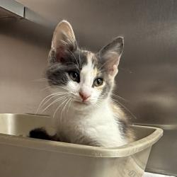 Shelter Stray Female Cat last seen Near Mark Dr, Verona, City of, WI, 5132 Voges Rd, Madison, WI 53718, USA