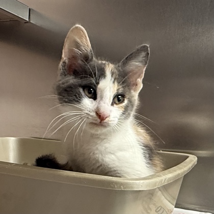 Shelter Stray Female Cat last seen Near Mark Dr, Verona, City of, WI, 5132 Voges Rd, Madison, WI 53718, USA