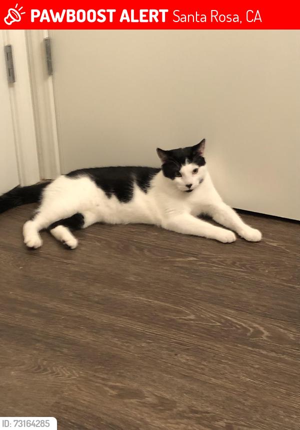 Lost Male Cat last seen Santa Rosa, Santa Rosa, CA 95407