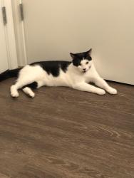 Lost Male Cat last seen Santa Rosa, Santa Rosa, CA 95407