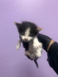 Shelter Stray Female Cat last seen Near humboldt pl, COUNTY of El Paso, TX, 5001 Fred Wilson Ave, El Paso, TX 79906, USA