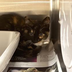 Shelter Stray Female Cat last seen Macarthur Road, Madison 17, City of, WI, 5132 Voges Rd, Madison, WI 53718, USA