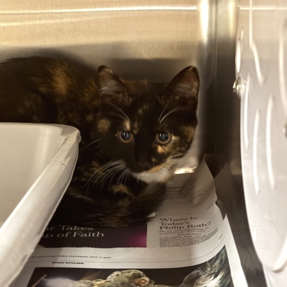 Shelter Stray Female Cat last seen Macarthur Road, Madison 17, City of, WI, 5132 Voges Rd, Madison, WI 53718, USA