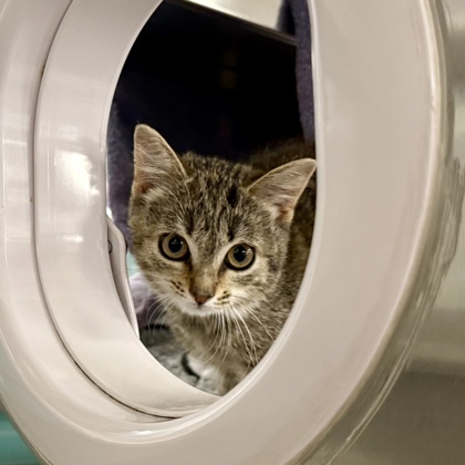 Shelter Stray Female Cat last seen Near blk. Church Street, Cottage Grove, Town of, WI, 5132 Voges Rd, Madison, WI 53718, USA