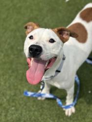 Shelter Stray Female Dog last seen Roanoke & Broadview, 2nd District, OH, 9203 Detroit Ave, Cleveland, OH 44102, USA
