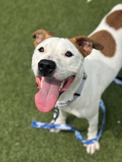 Shelter Stray Female Dog last seen Roanoke & Broadview, 2nd District, OH, 9203 Detroit Ave, Cleveland, OH 44102, USA