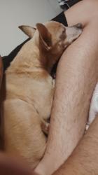 Reunited Male Dog last seen Adams Elementary, Colorado Springs, CO 80910