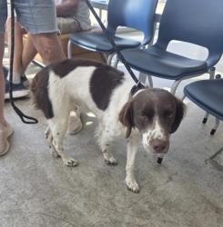 Shelter Stray Female Dog last seen Northstar and Senderra Ranch, North District, TX, 355 Hillshire Dr, Haslet, TX 76052, USA