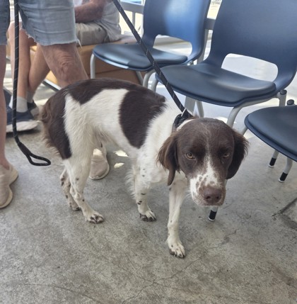 Shelter Stray Female Dog last seen Northstar and Senderra Ranch, North District, TX, 355 Hillshire Dr, Haslet, TX 76052, USA