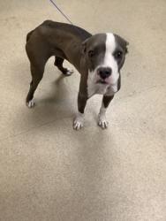 Shelter Stray Female Dog last seen Near TRUELSON DR, South District, TX, 355 Hillshire Dr, Haslet, TX 76052, USA