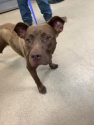 Shelter Stray Female Dog last seen Near TRUELSON DR, South District, TX, 355 Hillshire Dr, Haslet, TX 76052, USA