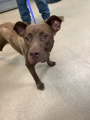 Shelter Stray Female Dog last seen Near TRUELSON DR, South District, TX, 355 Hillshire Dr, Haslet, TX 76052, USA