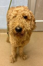Shelter Stray Male Dog last seen Panola RD, Lithonia, GA 30058, 30058, GA, 3280 Chamblee Dunwoody Rd, Chamblee, GA 30341, USA