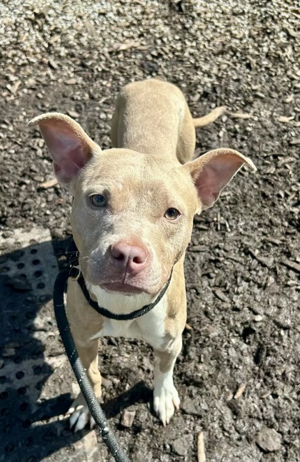 Shelter Stray Female Dog last seen , 30038, GA, 3280 Chamblee Dunwoody Rd, Chamblee, GA 30341, USA