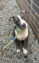 Shelter Stray Male Dog last seen Near Covington Hwy BLD-M unit-3 Decatur, 30032, 30032, GA, 3280 Chamblee Dunwoody Rd, Chamblee, GA 30341, USA