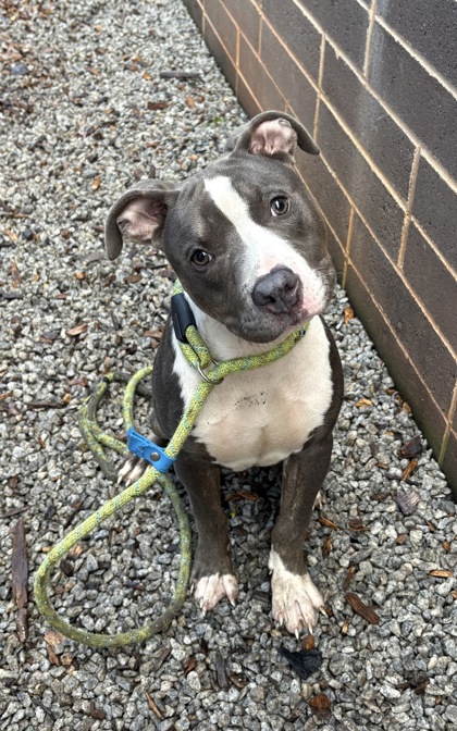Shelter Stray Male Dog last seen Near Covington Hwy BLD-M unit-3 Decatur, 30032, 30032, GA, 3280 Chamblee Dunwoody Rd, Chamblee, GA 30341, USA
