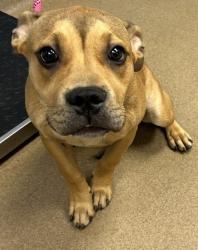 Shelter Stray Female Dog last seen , , GA, 3280 Chamblee Dunwoody Rd, Chamblee, GA 30341, USA