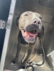 Shelter Stray Male Dog last seen 613-BLK ARROWOOD PL, City of Round Rock, TX, 1855 SE Inner Loop, Georgetown, TX 78626, USA