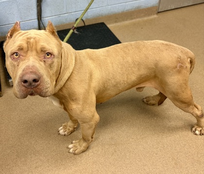 Shelter Stray Male Dog last seen Near PROVIDENCE POINT WAY, 30058, GA, 3280 Chamblee Dunwoody Rd, Chamblee, GA 30341, USA