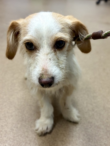 Shelter Stray Male Dog last seen Near ERIE CIRCLE, 30087, GA, 3280 Chamblee Dunwoody Rd, Chamblee, GA 30341, USA