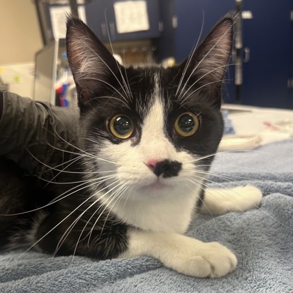 Shelter Stray Female Cat last seen 61st and Craig, Merriam, KS, 5424 Antioch Dr, Merriam, KS 66202, USA