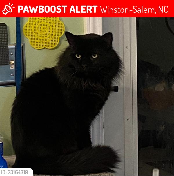 Lost Male Cat last seen Germanton Road, Winston-Salem, NC 27105
