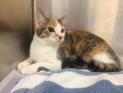 Shelter Stray Unknown Cat last seen Near Bouldercrest RD SE, 30316, GA, 3280 Chamblee Dunwoody Rd, Chamblee, GA 30341, USA