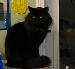 Lost Male Cat last seen Germanton Road, Winston-Salem, NC 27105