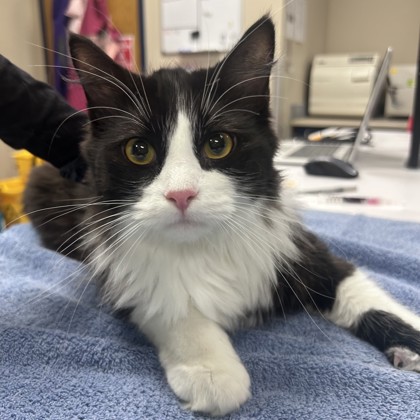 Shelter Stray Female Cat last seen 61st and Craig, Merriam, KS, 5424 Antioch Dr, Merriam, KS 66202, USA