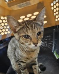 Shelter Stray Unknown Cat last seen Near Peachtree Industrial Blvd, Atlanta, GA 30360, 30360, GA, 3280 Chamblee Dunwoody Rd, Chamblee, GA 30341, USA