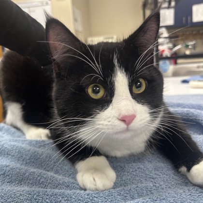 Shelter Stray Male Cat last seen 61st and Craig, Merriam, KS, 5424 Antioch Dr, Merriam, KS 66202, USA