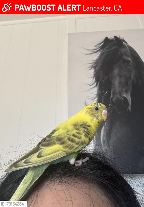 Lost Female Bird last seen 3rd St E Lancaster California, Lancaster, CA 93535