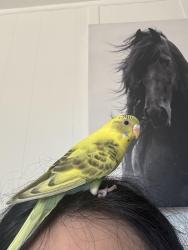 Lost Female Bird last seen 3rd St E Lancaster California, Lancaster, CA 93535