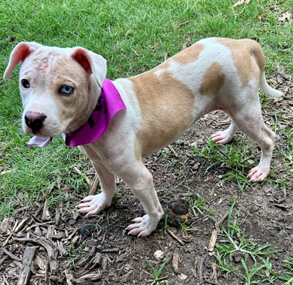 Shelter Stray Female Dog last seen Near Gross Rd, 75149, TX, 1650 Gross Rd, Mesquite, TX 75149, USA