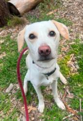 Shelter Stray Male Dog last seen Near N. Longwood St., 21216, MD, 301 Stockholm St, Baltimore, MD 21230, USA
