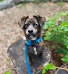 Shelter Stray Male Dog last seen Near Dantrey Ct, 21225, MD, 301 Stockholm St, Baltimore, MD 21230, USA
