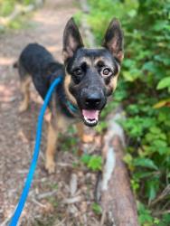 Shelter Stray Male Dog last seen Near blk Wyanoke Ave, 21218, MD, 301 Stockholm St, Baltimore, MD 21230, USA