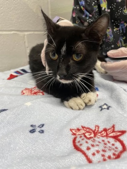Shelter Stray Female Cat last seen Near Rosedale Balt., MD 21216, 21216, MD, 301 Stockholm St, Baltimore, MD 21230, USA