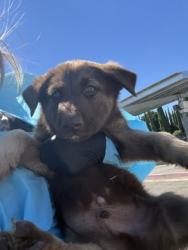 Shelter Stray Male Dog last seen S Elm Ave & E Manning Ave, Fresno Zone Fresno CO 1A 93706,, 1510 W Dan Ronquillo Dr, Fresno, CA 93706, USA