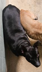 Shelter Stray Female Dog last seen Near Apgar Unit 3, Oakland, CA, 1101 29th Ave, Oakland, CA 94601, USA