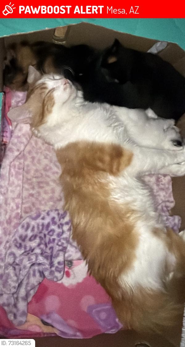 Lost Male Cat last seen University and Mountain Rd., Mesa, AZ 85207
