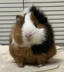 Shelter Stray Unknown Guinea pig last seen , , CA, 1101 29th Ave, Oakland, CA 94601, USA