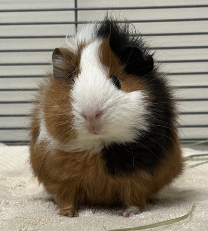 Shelter Stray Unknown Guinea pig last seen , , CA, 1101 29th Ave, Oakland, CA 94601, USA