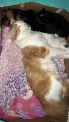 Lost Male Cat last seen University and Mountain Rd., Mesa, AZ 85207
