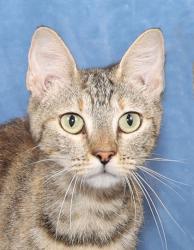 Shelter Stray Female Cat last seen Near Madison Ct, Duncanville, TX, 1150 E Pleasant Run Rd, Cedar Hill, TX 75104, USA