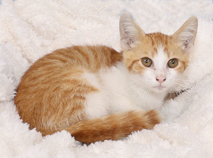 Shelter Stray Male Cat last seen Near and Cockrell Hill - near CVS, Desoto, TX, 1150 E Pleasant Run Rd, Cedar Hill, TX 75104, USA