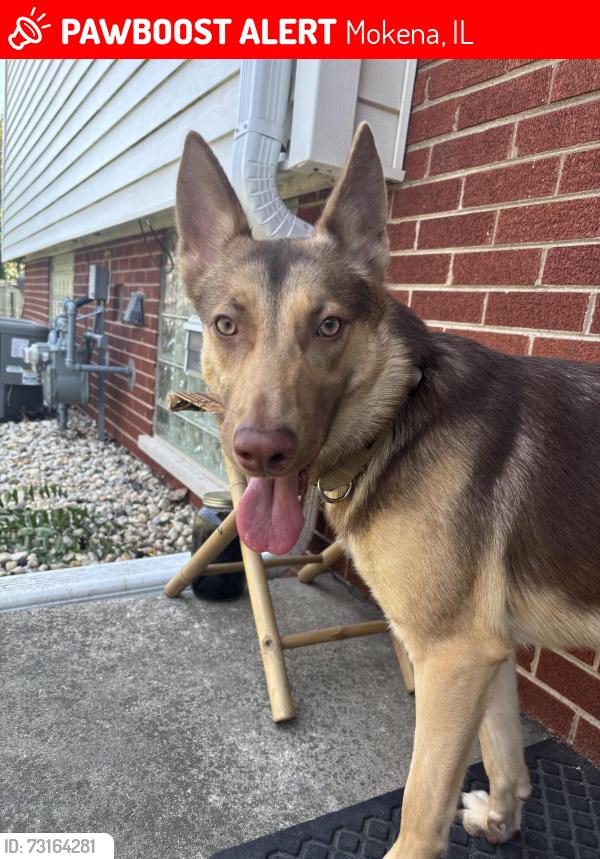 Lost Female Dog last seen W 190th St, Mokena, IL. Near NAWS animal clinic, Mokena, IL 60448
