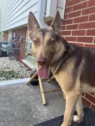 Lost Female Dog last seen W 190th St, Mokena, IL. Near NAWS animal clinic, Mokena, IL 60448